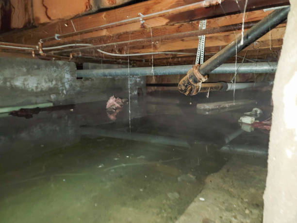 Best Basement water damage restoration  in Genoa, IL