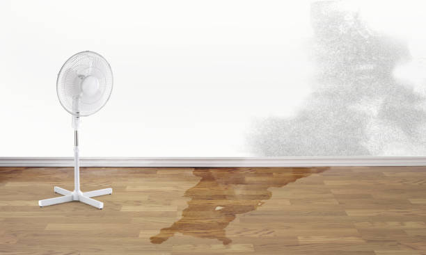 Best Ceiling water damage repair  in Genoa, IL