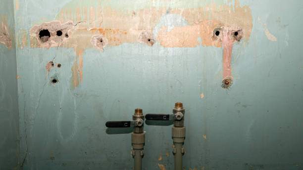 Best Mold removal after water damage  in Genoa, IL